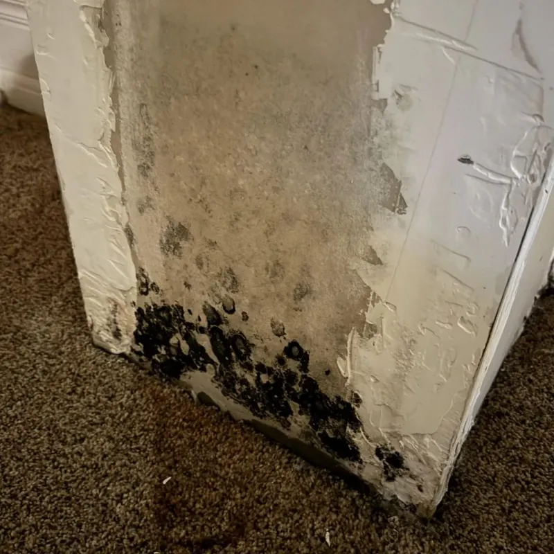 Professional Mold Removal in Lancaster, CA